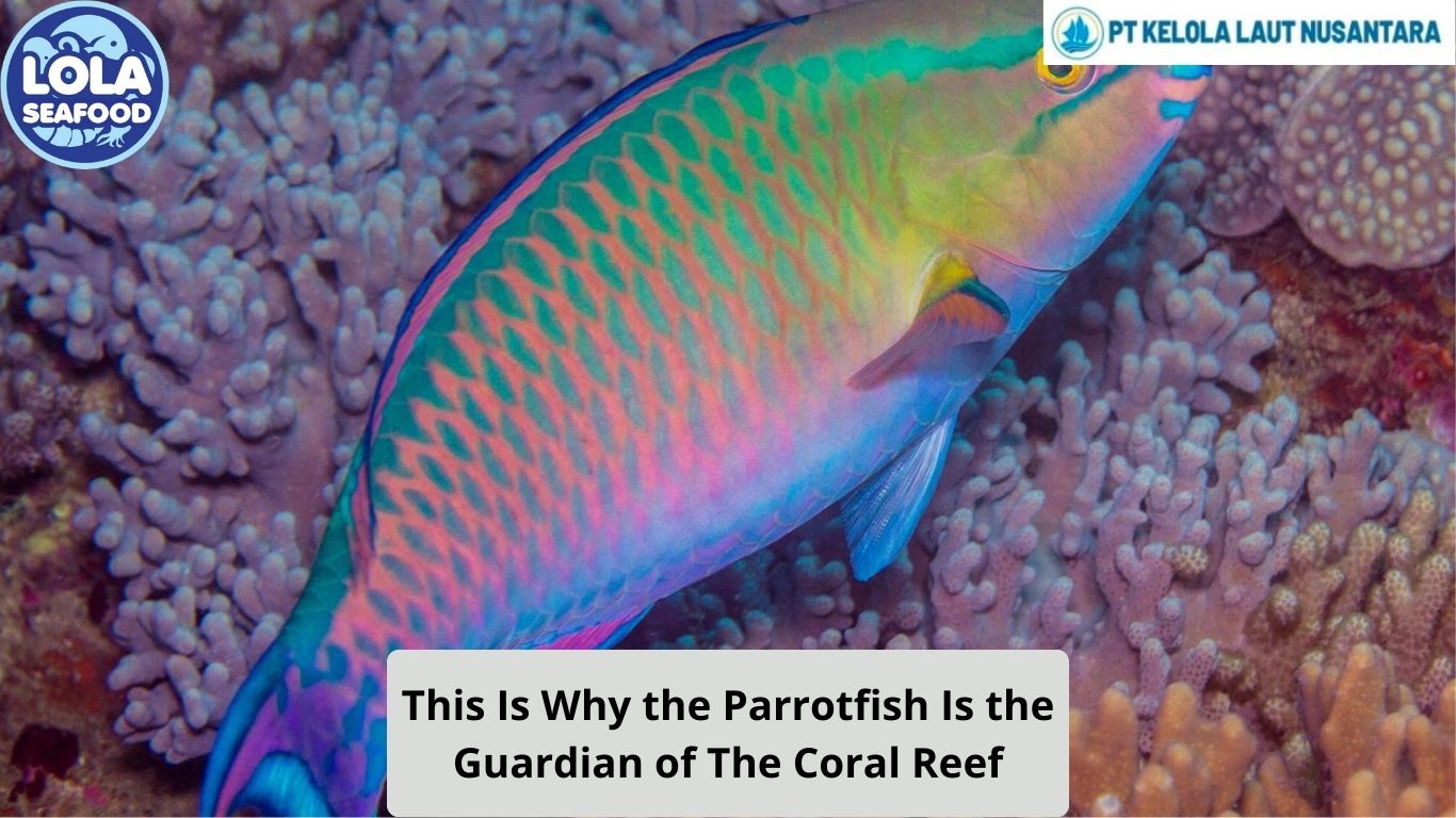 This Is Why the Parrotfish Is the Guardian of The Coral Reef